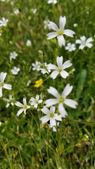 Minuartia