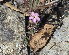 Leptosiphon ambiguus