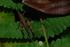 Xiphiola cyanoptera
