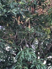 Mangifera indica
