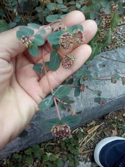 Euphorbia berteroana