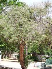 Schinus molle