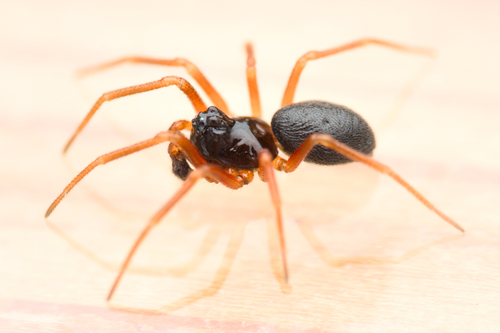 Hypomma cornutum