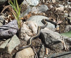 Thamnophis atratus