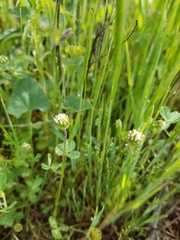 Trifolium microdon