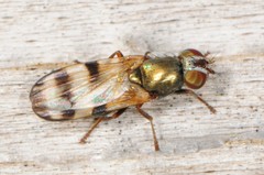 Chaetopsis massyla