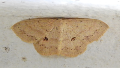 Semaeopus cantona
