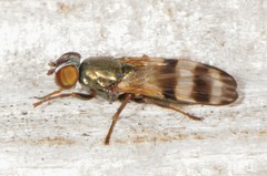 Chaetopsis massyla