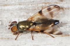 Chaetopsis massyla