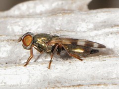 Chaetopsis massyla