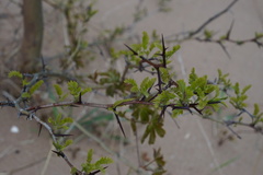 Gleditsia triacanthos