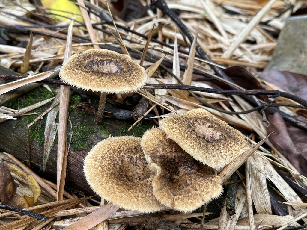 Lentinus crinitus · April 2024 · photo: © bealeiderman (iNaturalist, cc-by)