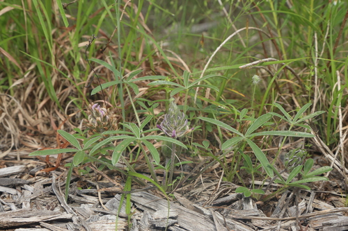Image of Little Indian Breadroot (Pediomelum hypogaeum) by (c) Reid Hardin, some rights reserved (CC BY)
