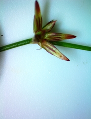 Juncus diffusissimus
