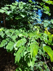 Mimosa caesalpiniifolia