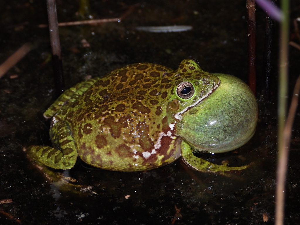Barking Treefrog