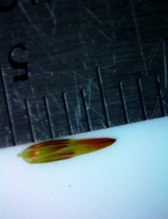 Juncus diffusissimus