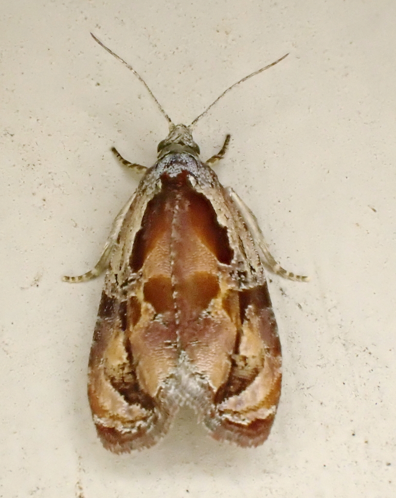 Broken-lined Zomaria Moth