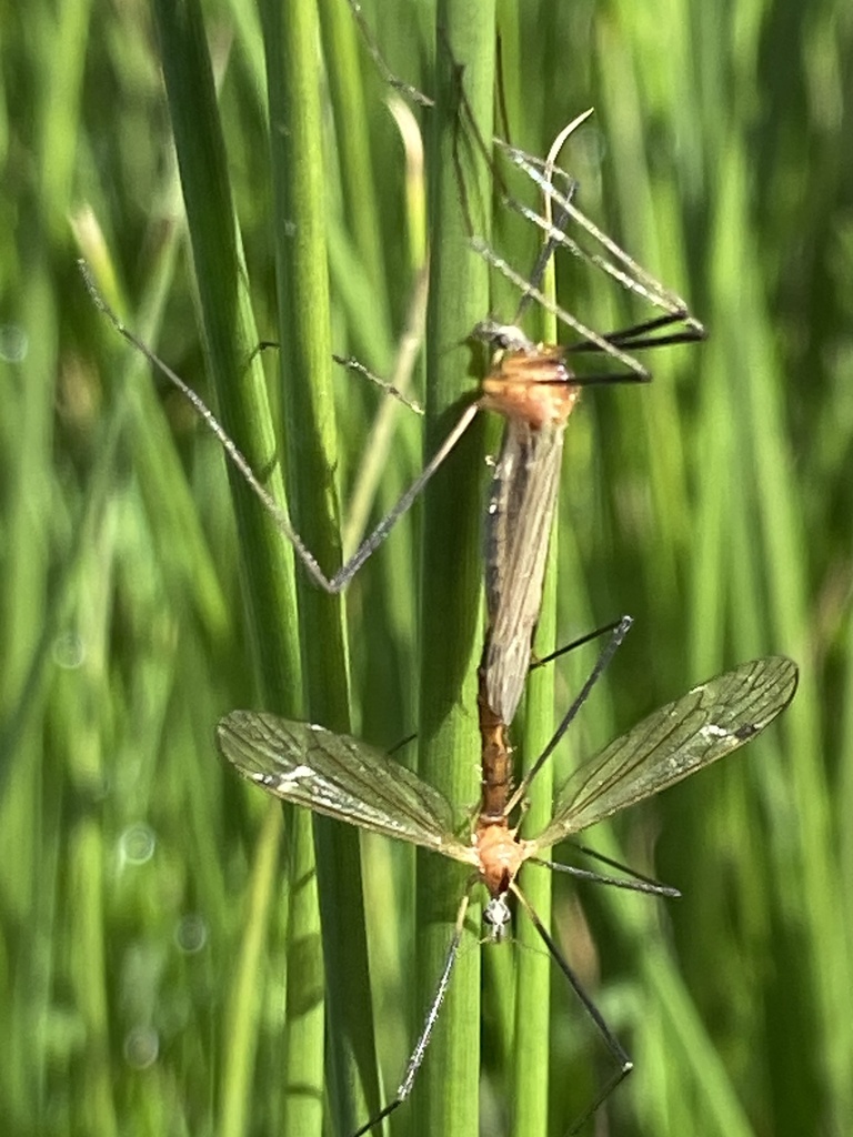 Euphylidorea dispar