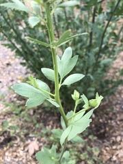 Romneya coulteri