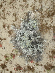 Astragalus miguelensis