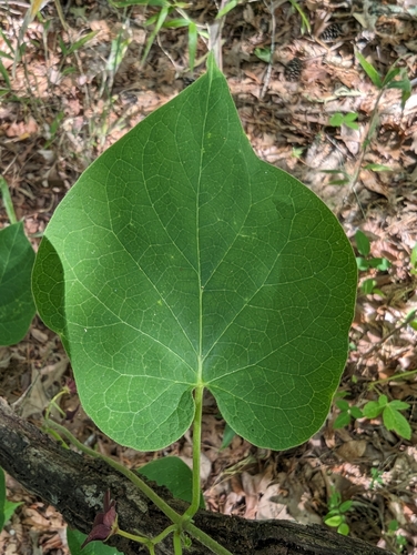 Image of Matelea carolinensis by no rights reserved