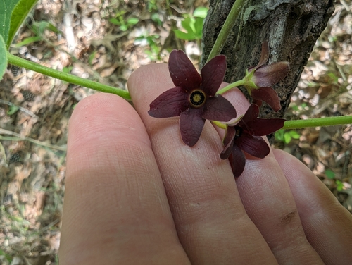 Image of Matelea carolinensis by no rights reserved