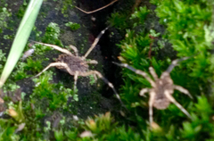Lacinius horridus