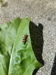 Pseudomethoca simillima