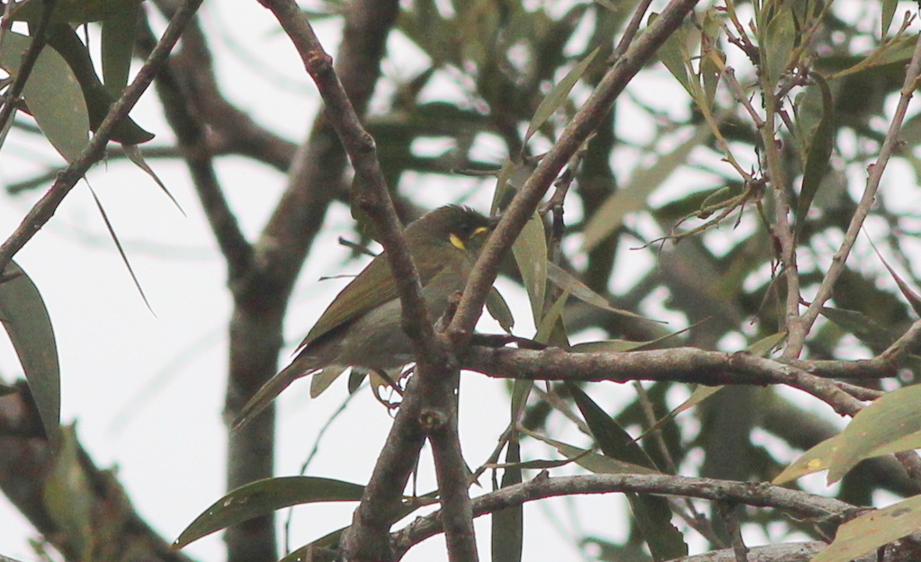 Honeyeaters from , Queensland, Australia on July 23, 2017 at 08:10 AM ...