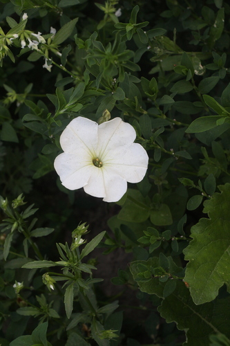Petunia plant photo (Petunia × hybrida)