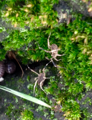 Lacinius horridus