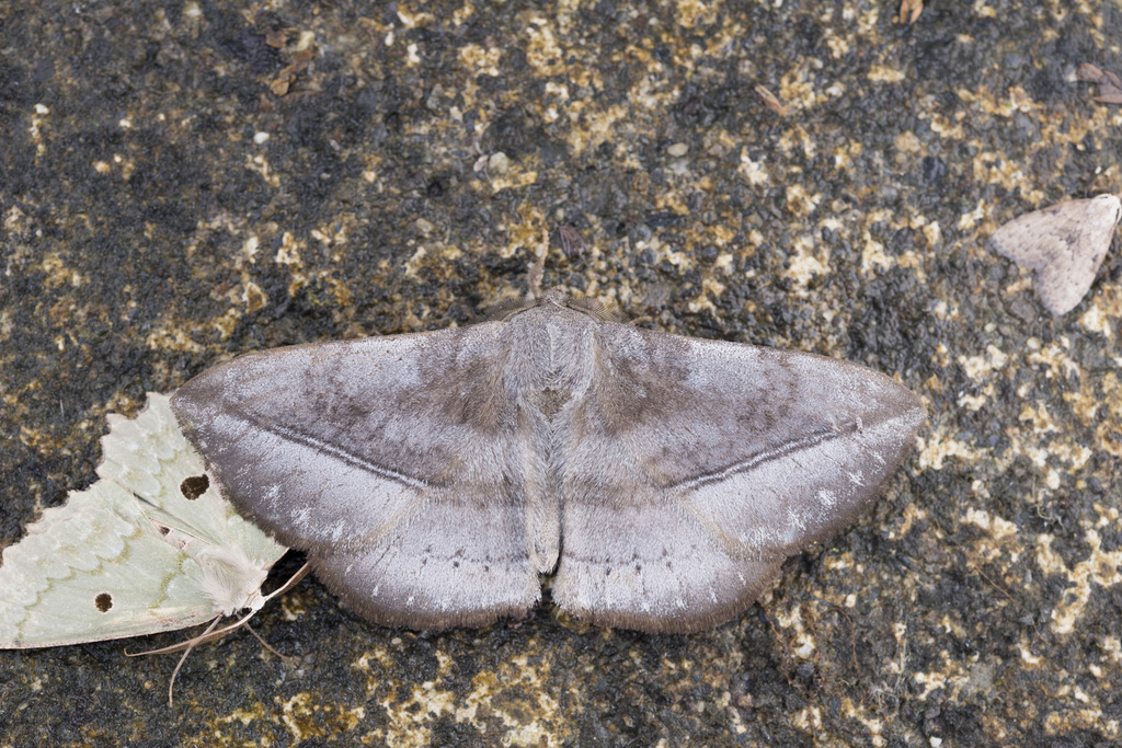 Ganisa formosicola