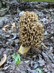 Morchella