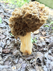 Morchella