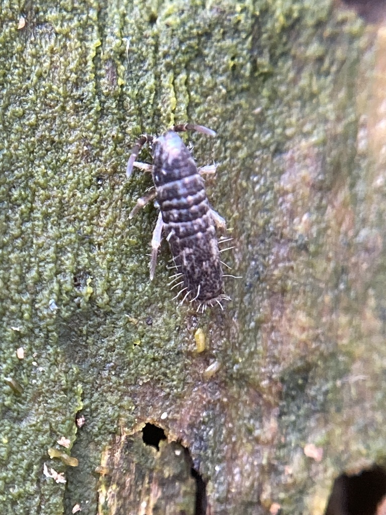 Slender Springtails from South Park, South Park, PA, US on April 18 ...