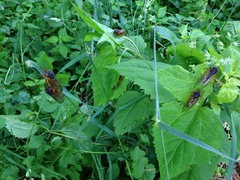 Magicicada septendecim