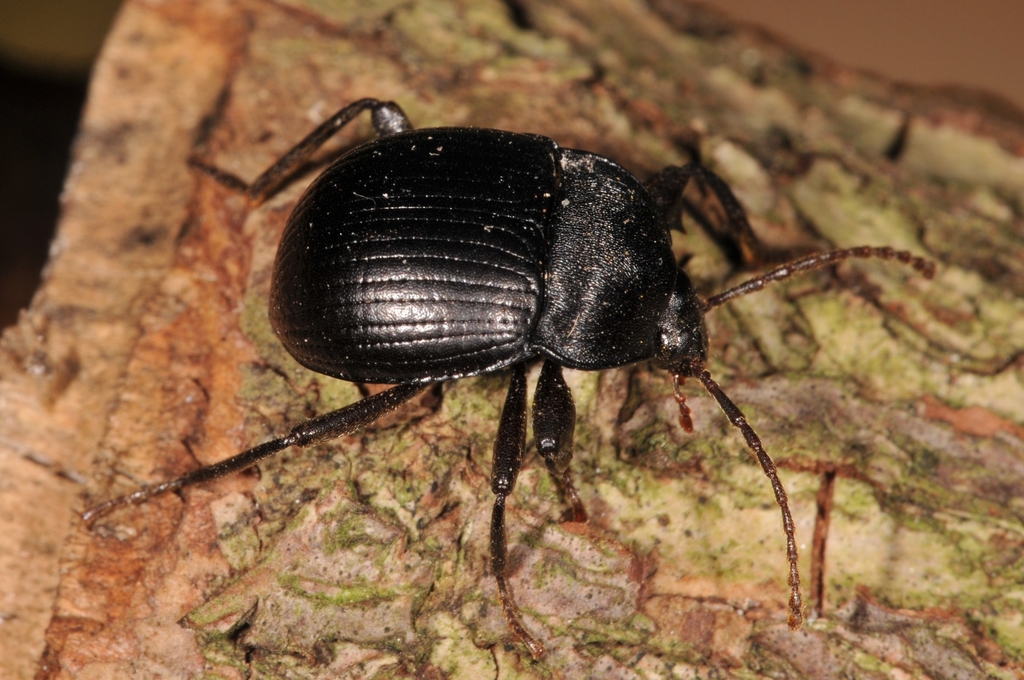 Accanthopus velikensis