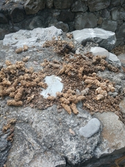 Bassariscus