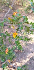 Chamaecrista greggii