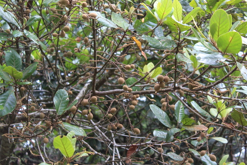 Elaeocarpus subvillosus observed 2024-04-13