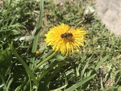 Eristalis bogotensis