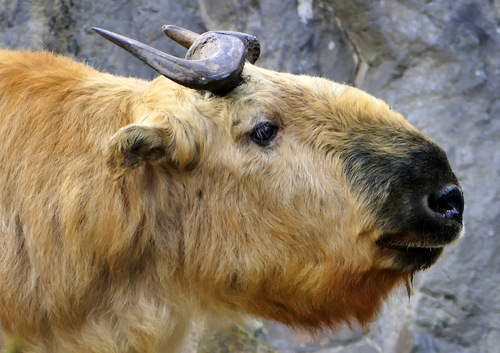 Sichuan Takin