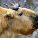 Chinese Takin - Photo (c) Rolf Dietrich Brecher, some rights reserved (CC BY-SA)