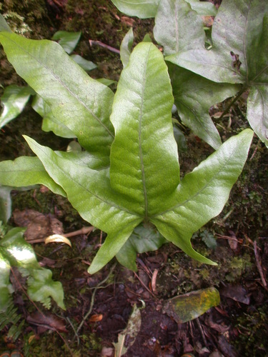 Microsorum spectrum var. pentadactylum