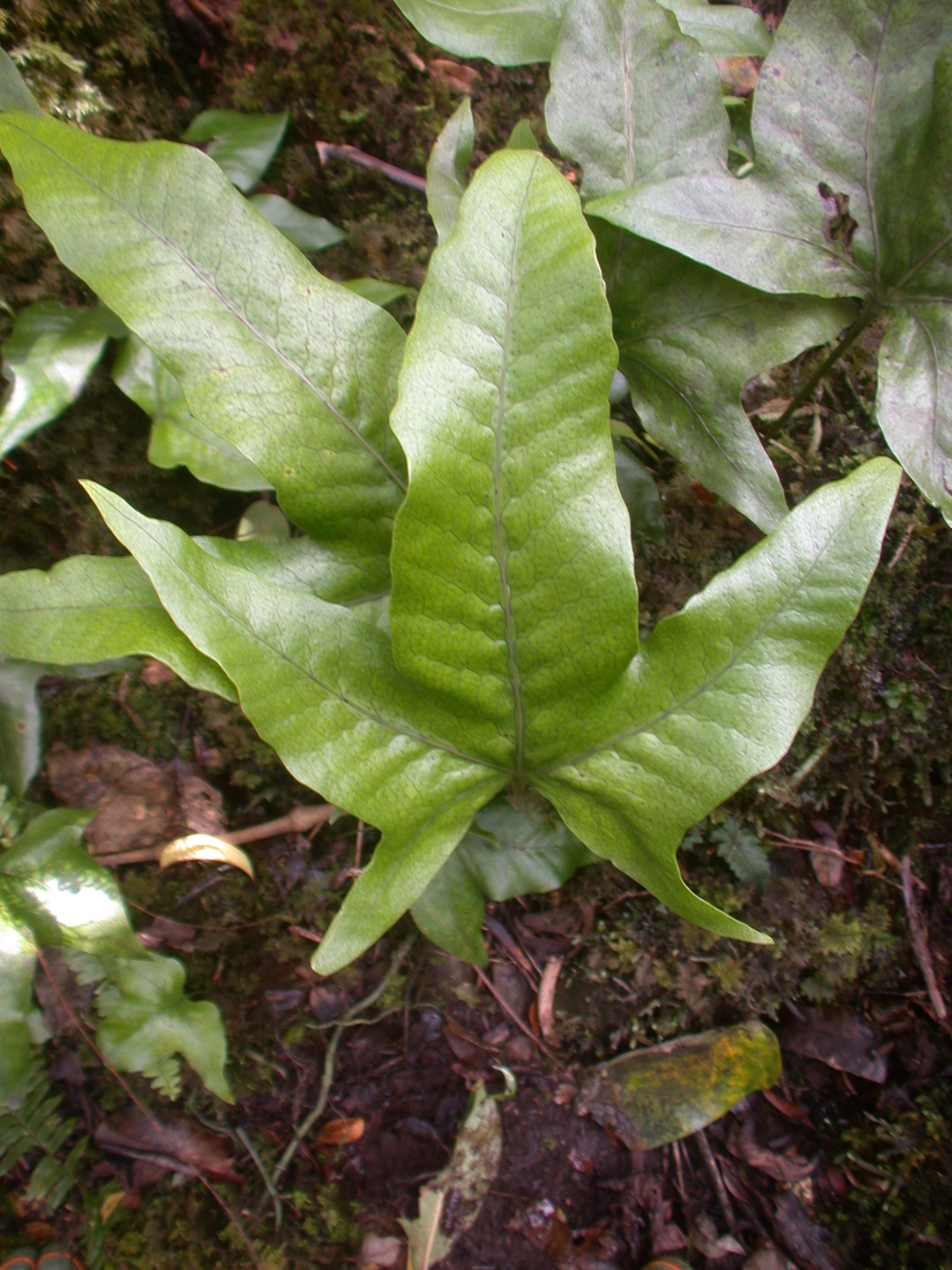 Microsorum spectrum var. pentadactylum