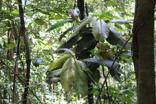 Dipterocarpus hispidus observed 2024-03-04