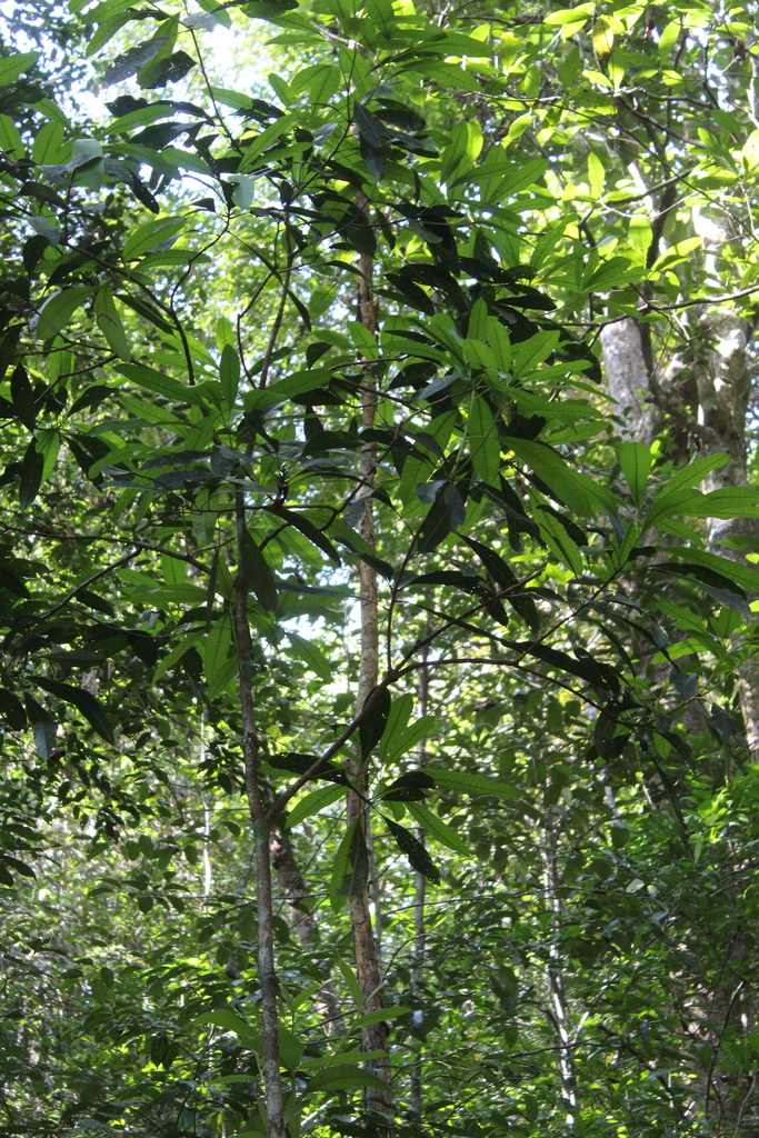 Mangifera zeylanica
