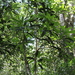 Mangifera zeylanica - Photo (c) Shevon Wijegunarathne,  זכויות יוצרים חלקיות (CC BY-NC), הועלה על ידי Shevon Wijegunarathne