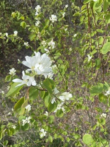 Western Serviceberry